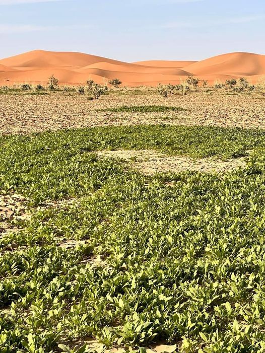 Témoignage Septembre 2024 Madeine et sa famille Touareg Expédition